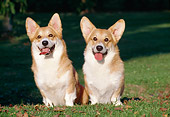 DOG 01 CB0092 01
Two Welsh Corgis Sitting In Grass And Fallen Leaves