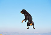 DOG 01 CB0094 01
Rottweiler Jumping Against Blue Sky