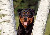 DOG 01 CB0096 01
Portrait Of Rottweiler Between Two Birch Trees