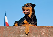 DOG 01 CB0097 01
Rottweiler Laying On Wooden Deck By Flag