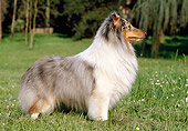 DOG 01 CB0101 01
Shetland Sheepdog Standing On Grass Profile