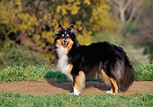 DOG 01 CB0102 01
Shetland Sheepdog Standing On Grass Profile