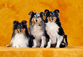 DOG 01 CB0105 01
Three Shetland Sheepdogs In Orange Studio