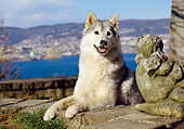 DOG 01 CB0107 01
Siberian Husky Laying On Rock Wall Overlooking Water