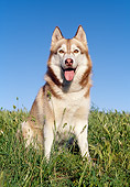 DOG 01 CB0108 01
Siberian Husky Sitting In Tall Grass
