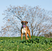 DOG 01 CB0116 01
Boxer Standing On Grass With Ball