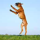 DOG 01 CB0118 01
Boxer Jumping On Grass