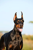 DOG 01 CB0122 01
Portrait Of Doberman Pinscher