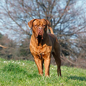 DOG 01 CB0123 01
Dogue De Bordeaux Standing On Grass