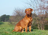 DOG 01 CB0124 01
Dogue De Bordeaux Sitting On Grass
