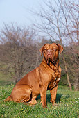 DOG 01 CB0125 01
Dogue De Bordeaux Sitting On Grass