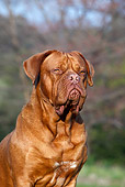 DOG 01 CB0126 01
Portrait Of Dogue De Bordeaux Sitting On Grass