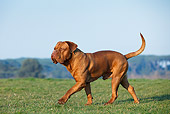 DOG 01 CB0127 01
Dogue De Bordeaux Walking On Grass