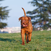 DOG 01 CB0128 01
Dogue De Bordeaux Running On Grass
