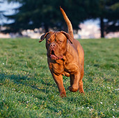 DOG 01 CB0129 01
Dogue De Bordeaux Running On Grass