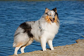DOG 01 CB0135 01
Shetland Sheepdog Standing On Sand By Water