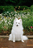 DOG 01 CE0009 01
American Eskimo Sitting On Brick Patio By Flowers
