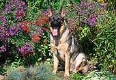 DOG 01 CE0233 01
German Shepherd Sitting In Garden