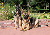 DOG 01 CE0234 01
German Shepherds Sitting And Laying On Brick Patio