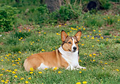 DOG 01 CE0235 01
Welsh Corgi Laying On Grass And Dandelions