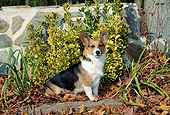 DOG 01 CE0237 01
Welsh Corgi Sitting In Fallen Leaves