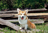 DOG 01 CE0245 01
Pembroke Welsh Corgi Standing On Logs