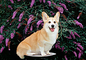 DOG 01 CE0246 01
Pembroke Welsh Corgi Sitting On Chair By Purple Butterfly Bush