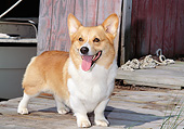 DOG 01 CE0247 01
Pembroke Welsh Corgi Standing On Pier By Red Boathouse