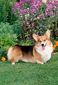 DOG 01 CE0250 01
Pembroke Welsh Corgi Standing On Lawn By Garden