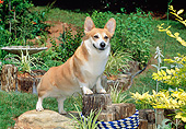 DOG 01 CE0251 01
Pembroke Welsh Corgi Standing On Rock In Garden