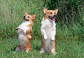 DOG 01 CE0254 01
Two Pembroke Welsh Corgis Sitting Upright By Tall Grass