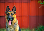 DOG 01 DC0076 01
Head Shot Of German Shepherd Barn Background