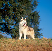 DOG 01 DC0216 01
Portrait Of Siberian Husky On Grass Hill