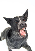 DOG 01 DC0224 04
Australian Cattle Dog Barking Aggressive