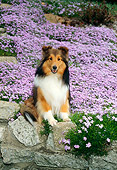 DOG 01 FA0005 01
Shetland Sheepdog Sitting In Field Of Lavender Flowers