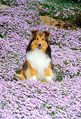 DOG 01 FA0006 01
Shetland Sheepdog Sitting In Field Of Lavender Flowers