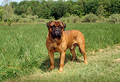 DOG 01 FA0015 01
Bullmastiff Standing In Field By Trees
