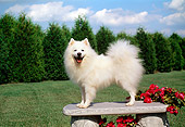 DOG 01 FA0056 01
American Eskimo Standing On Bench By Field