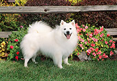 DOG 01 FA0057 01
American Eskimo Standing On Grass By Fence