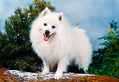 DOG 01 FA0058 01
American Eskimo Standing On Log By Pine Trees