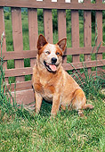 DOG 01 FA0059 01
Australian Cattle Dog Sitting On Grass By Fence