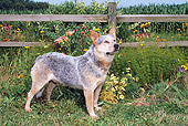 DOG 01 FA0060 01
Australian Cattle Dog Standing On Grass By Fence