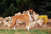 DOG 01 FA0068 01
Boxer Standing On Grass By Rocks