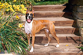 DOG 01 FA0070 01
Boxer Standing On Wooden Stairs By Yellow Flowers