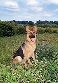 DOG 01 FA0079 01
German Shepherd Sitting In Field