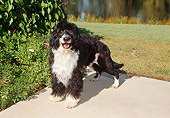 DOG 01 FA0085 01
Portuguese Water Dog Standing On Cement By Grass And Water