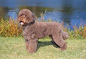 DOG 01 FA0086 01
Portuguese Water Dog Standing On Grass By Water
