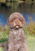 DOG 01 FA0087 01
Portuguese Water Dog Sitting On Grass By Water