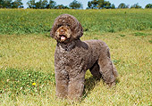 DOG 01 FA0088 01
Portuguese Water Dog Standing In Field