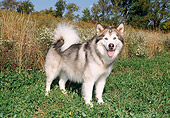DOG 01 FA0089 01
Alaskan Malamute Standing On Grass By Shrubs